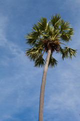 Palm trees and sky