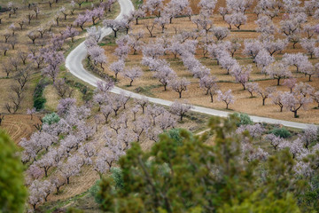 Long shot of almond trees in blossom at both sides of the road