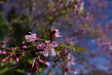 pink cherry flower blossom
