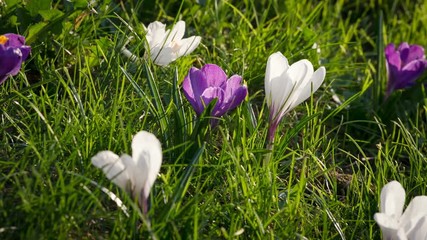 Purple and white crocuses on green grass