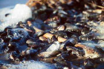 shelllfish close-up at baltic sea