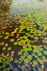 WATER LILY - NENÚFAR. Angkor. Siem Reap town, Siem Reap province. Cambodia, Asia