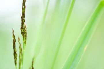 Close-up of meadow grass. Selective focus and very shallow depth of field.