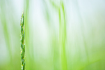 Close-up of meadow grass. Selective focus and very shallow depth of field.