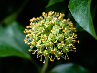 Common ivy (Hedera helix) in blossom, self climber with evergreen foliage and blooms, climbing or ground-creeping woody plants, Europe, Africa, across central-southern Asia east to Japan and Taiwan.
