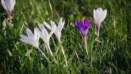 Purple and white crocuses on green grass