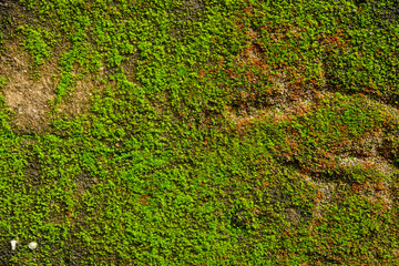Green moss on stone texture