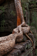 Ta Phrom Temple. Angkor. Siem Reap town, Siem Reap province. Cambodia, Asia