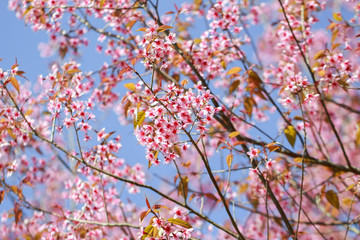 Wild Himalayan Cherry Blossoms in spring season (Prunus cerasoides), Sakura in Thailand, selective focus, Phu Lom Lo, Loei, Thailand.