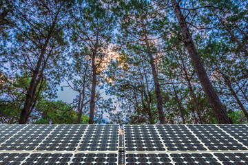 Solar panel on larch forest summer with different trees, Alternative energy concept,Clean...