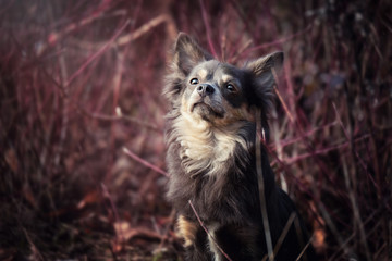 Portrait hund sitzt vor strauch busch mit roten blättern ästen und schaut nach oben