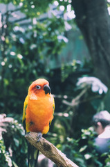 colorfull parrot sitting on a tree branch in indoor tropical garden