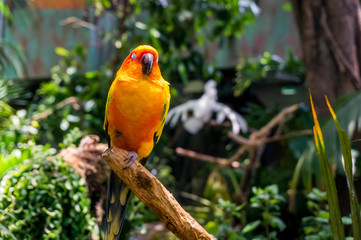 colorfull parrot sitting on a tree branch in indoor tropical garden