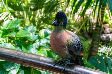 Tropical bird in a tropical forest