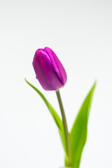 Tulip flower isolated
