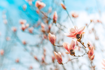 Beautiful magnolia tree blossom and blue sky with blurry background