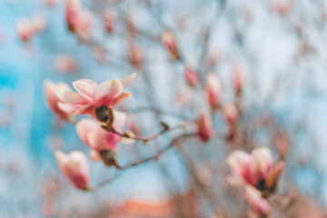 Blurred magnolia flowering background. Botanical background. Magnolia blossom in the garden