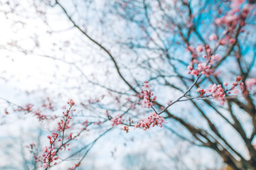 Close-up on the cherry blossoms, bright artistic nature scene, soft tones and blurred background