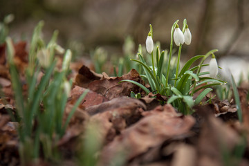 Bunch of fresh spring snowdrops in forest. These are usually to blossom in the spring, first sign of warmer times ahead. Beautiful and delicate natural creation. Gorgeous contrast of white and  green.