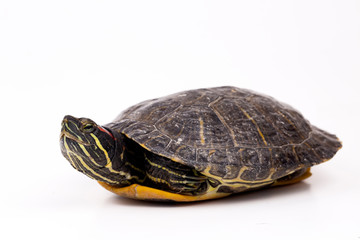 Obraz premium Water turtle isolated on the white background