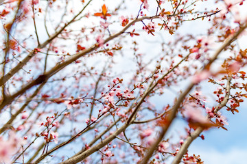 Close-up on the cherry blossoms, bright artistic nature scene, soft tones and blurred background
