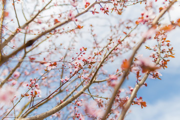 Close-up on the cherry blossoms, bright artistic nature scene, soft tones and blurred background