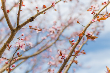 Close-up on the cherry blossoms, bright artistic nature scene, soft tones and blurred background