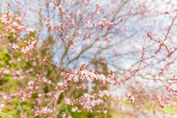 Cherry Blossom trees, Nature and Spring time background. Pink Sakura flowers