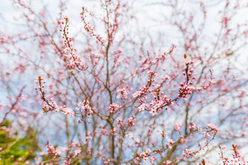 Cherry Blossom trees, Nature and Spring time background. Pink Sakura flowers