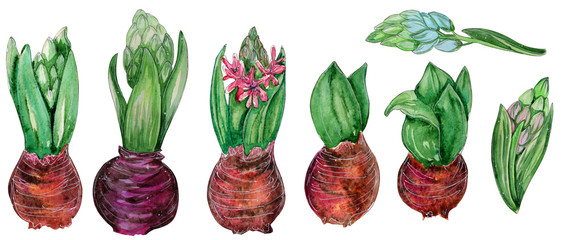 Hand drawn watercolor set of spring flowers.