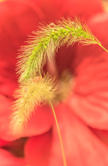 Feather grass and droplet water on a blur flowers background