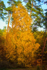 Obrazy  Jesienny krajobraz