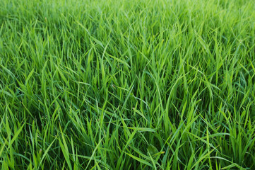 Fresh green grass background
