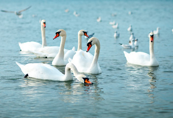 White swans on the sea. Wildlife. Ocean.