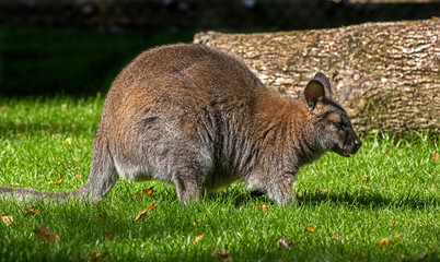 Bennett's wallaby. Latin name - Macropus rufogriseus © Mikhail Blajenov
