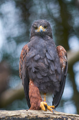 Portrait of Wedge tailed Eagle, full body, close up.