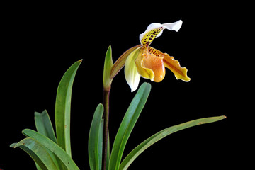 Venus slipper orchid : Paphiopedilum exul is a species of orchid endemic to peninsular Thailand. Paphiopedilum, often called the Venus slipper, a genus of the lady slipper orchid subfamily. Isolated.