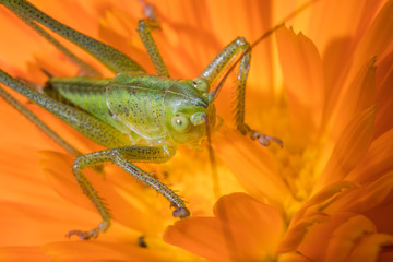 A close up of the grasshopper on flower.
