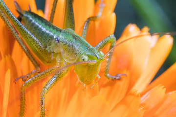 A close up of the grasshopper on flower.