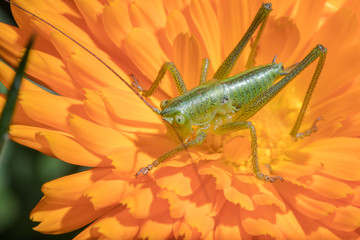 A close up of the grasshopper on flower.