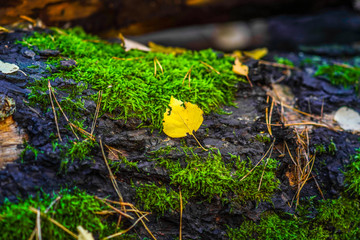 Herbstlaub