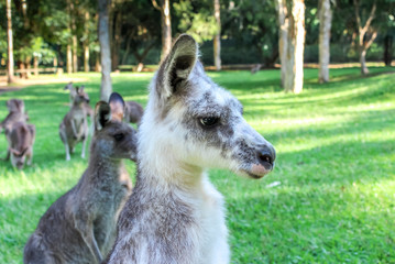 Weißes Kanguru Albino mit Familie in Australien 