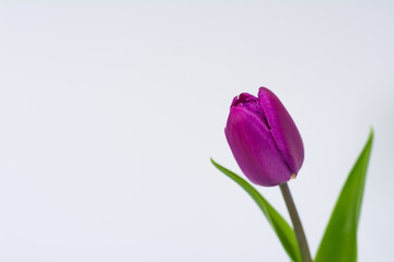 Tulip flower isolated