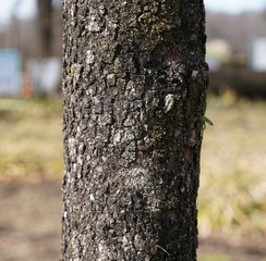 ジュニアミスの樹皮