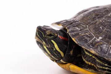Water turtle isolated, on the white background
