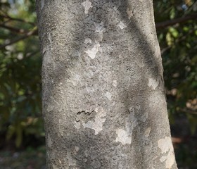 ヤマボウシの樹皮