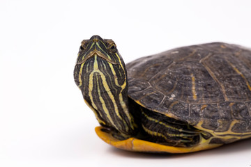 Naklejka premium Water turtle isolated, on the white background