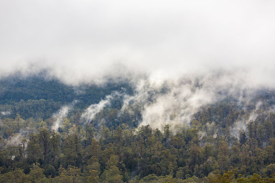 Low clouds over forest in the Franklin-Gordon Wild Rivers National Park © Matt Palmer
