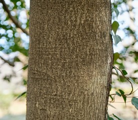 西洋ヒイラギの樹皮