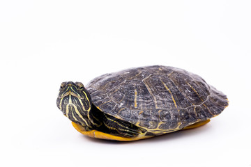 Obraz premium Water turtle isolated, on the white background